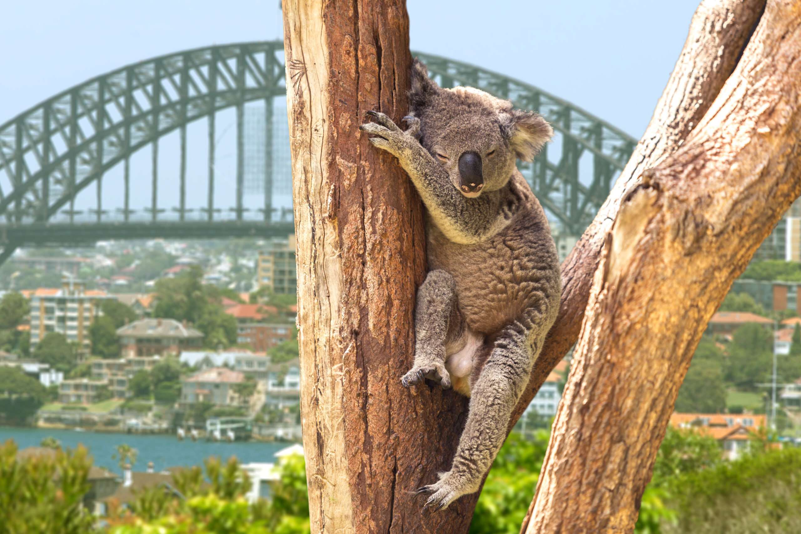 cute-koala-in-sydney-australia-2026-04-13-23-38-31-utc